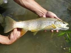 Photo de la pêche en rivière